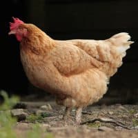 reduire-dechet-poubelle-poule-rousse