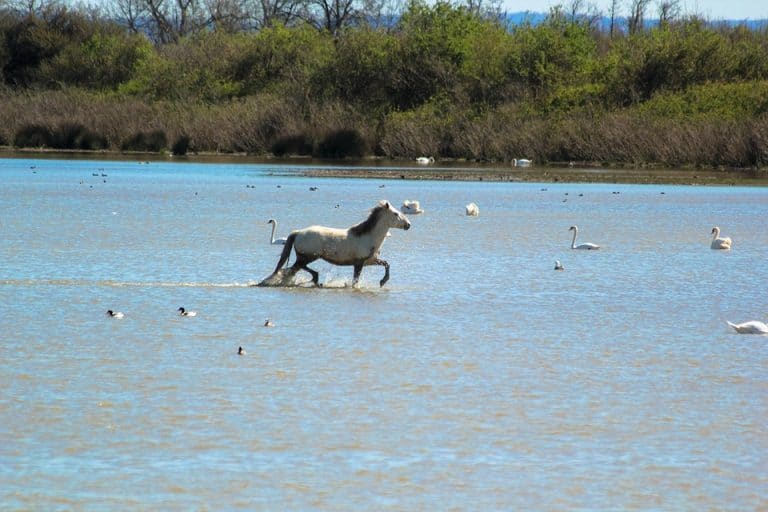 La riziculture camarguaise menacée de disparaitre, finalement sauvée
