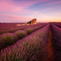 champ-lavande-tourisme-provence