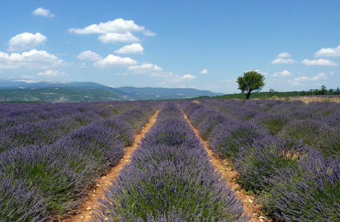 provence-destination-tourisme-coree