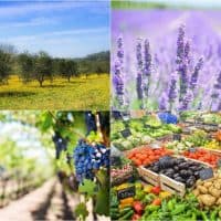 , Aubagne inaugure sa premi&egrave;re halle de producteurs locaux, Made in Marseille