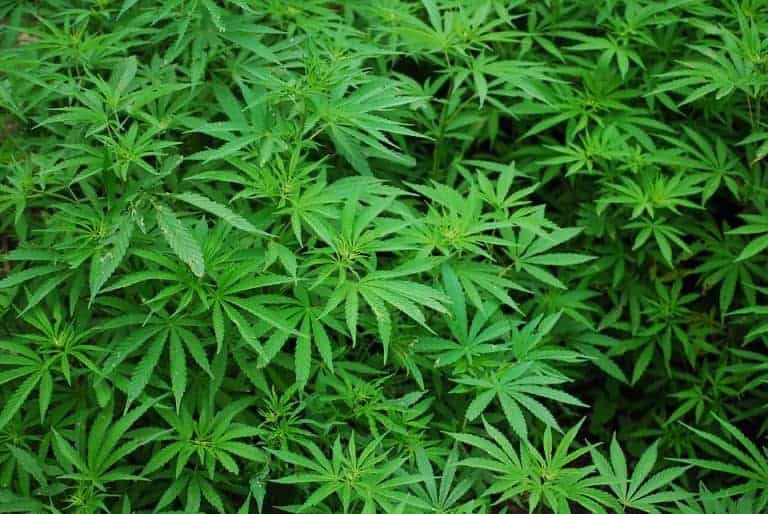 Faut-il légaliser le cannabis ? 150 personnalités marseillaises lancent un appel