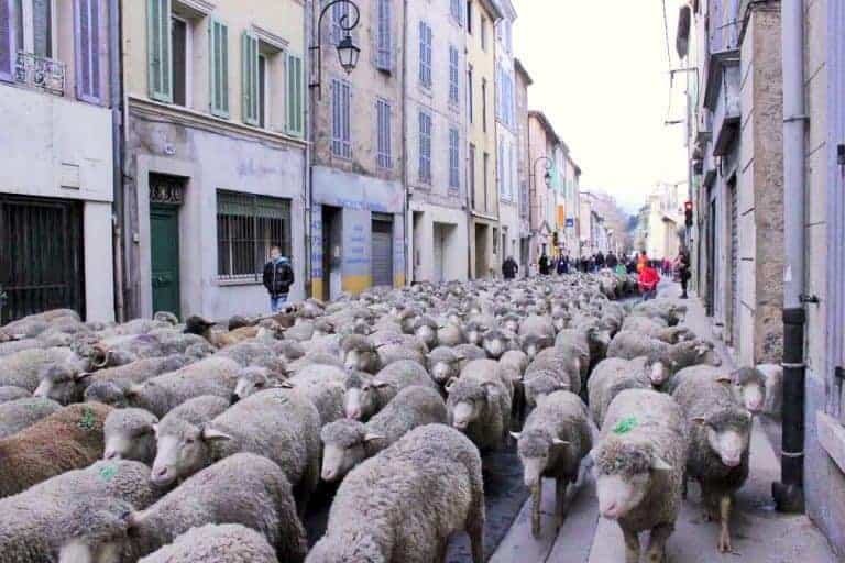 Venez vivre la transhumance des animaux du Pays d&rsquo;Aubagne