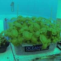 basilic-culture-aquaculture-eau-mer