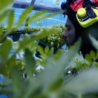 culture-plante-legume-ferme-aquaculture