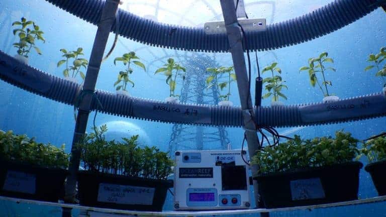 Jardin de Némo – Des potagers écologiques qui poussent dans la mer