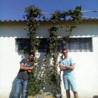 brasserie-suds-abricotoit-culture-houblon