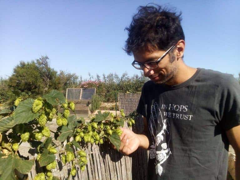 Insolite – Du houblon bio cultivé à Marseille pour de la bière 100% locale !