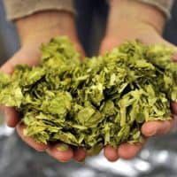 recolte-houblon-culture-urbaine