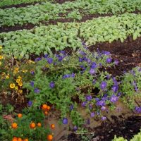 croq-jardin-roque-antheron