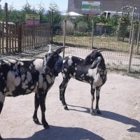 ferme-animaux-auriol