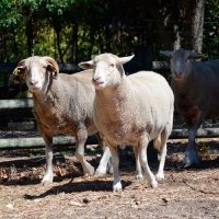 ferme-pedagogique-collet-comte
