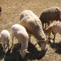 ferme-pedagogique-parc-figuerolle-martigue