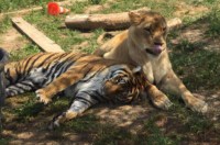 parc-animalier-sainte-victoire-trets
