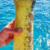 , Manu, l&rsquo;homme qui nageait pour sauver la M&eacute;diterran&eacute;e des d&eacute;chets, se raconte…, Made in Marseille