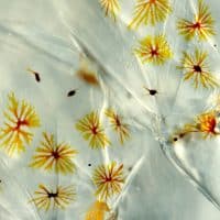 necessite-protection-mer-mediterranee
