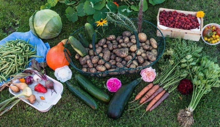 Un festival pour manger « Bio et Local » à l&rsquo;honneur partout jusqu&rsquo;au 24 septembre