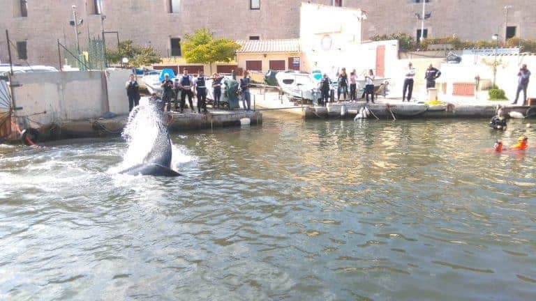 Une baleine retrouvée dans le Vieux-Port puis relâchée en pleine mer !