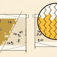fonctionnement-ruche-flow-hive-miel