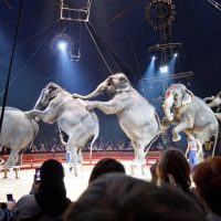 , Le gouvernement annonce la fin progressive des animaux sauvages dans les cirques itin&eacute;rants, Made in Marseille