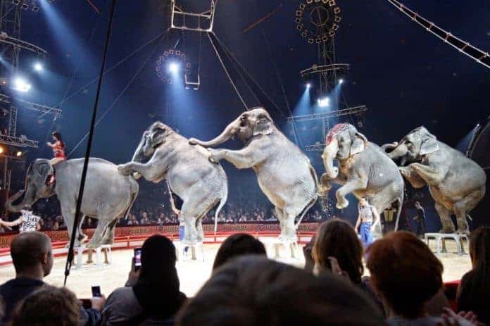 interdiction-animaux-cirque-pinder-bouglione