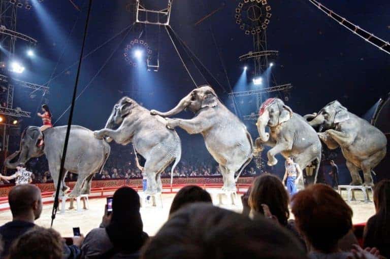 La Ville de Marseille veut interdire les cirques avec animaux sauvages