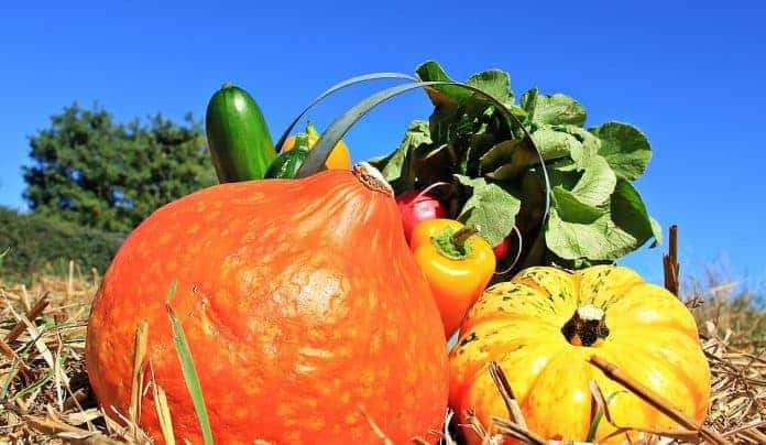 vrai-faux-agriculture-bio