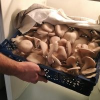 champignon-pleurote-intercontinental-hotel-dieu