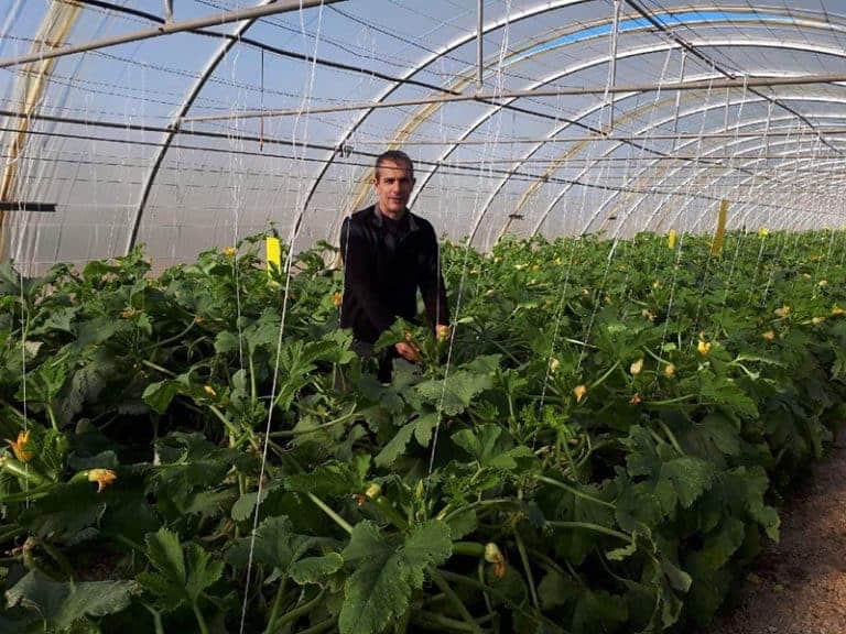 Contre les pesticides, cet agriculteur provençal soigne ses légumes en musique