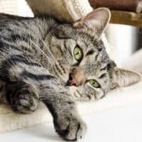 bar-cafe-chat-vauban