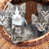 , D&eacute;fil&eacute; de chatons au caf&eacute; des chats, Made in Marseille