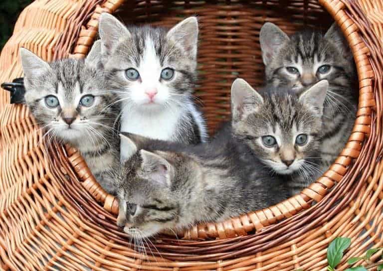 Le Coin des Chat’mis – Le premier bar à chats de Marseille en vidéo !