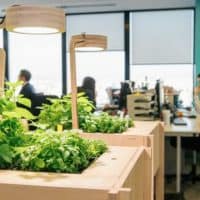 , Top 10 des id&eacute;es pour r&eacute;ussir son potager en ville !, Made in Marseille