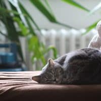 cafe-chat-marseille