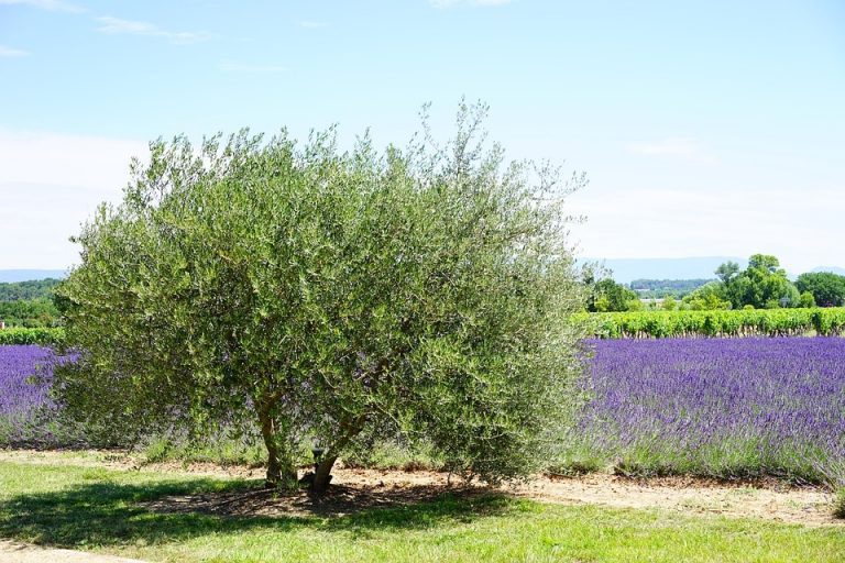 Chez les Payan, la culture de l&rsquo;olivier se transmet depuis trois générations