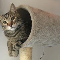 ouverture-bar-chat-marseille