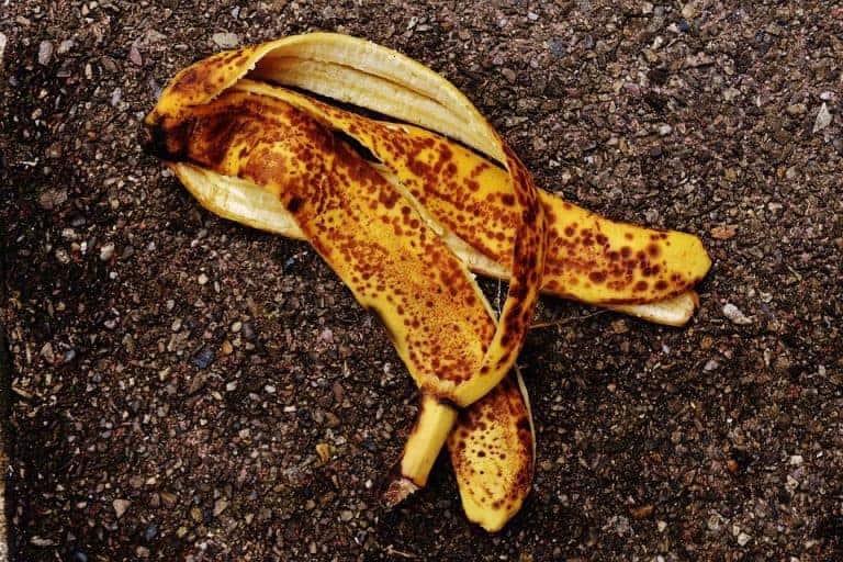 Comment les bananes, cacahuètes et patates vont révolutionner la construction