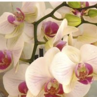 Flyer-Orchidée-2018-recto