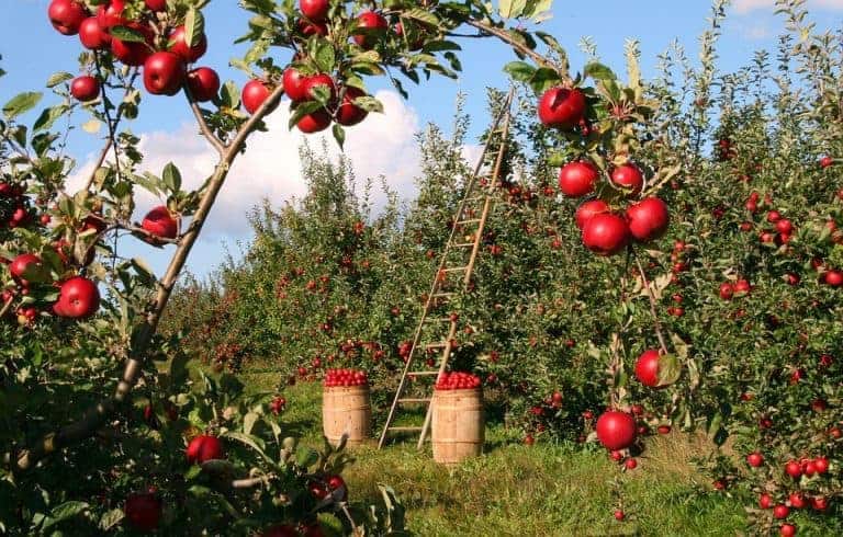 L’agriculture 100% bio pourrait-elle nourrir la planète en 2050 ?