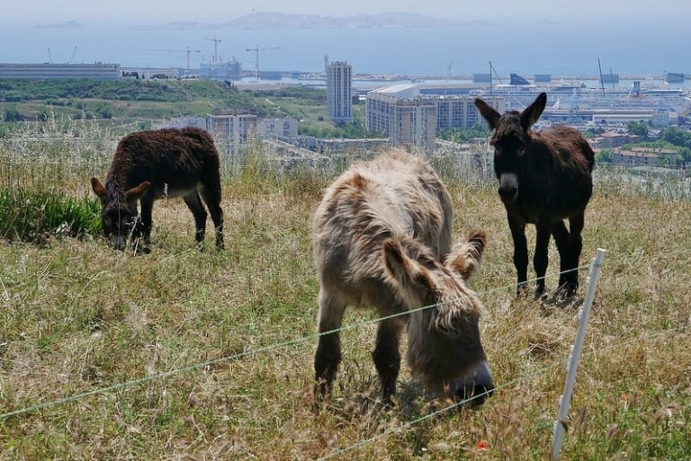 Des ânes investissent le parc Foresta dans les quartiers Nord de Marseille