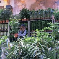 grande-vente-plante-cactus