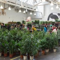 variete-vente-plante-centre-ville