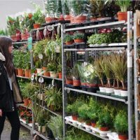 vente-plante-interieur-exterieur