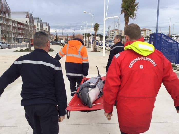 Un dauphin sauvé par les pompiers des Bouches du Rhône et remis à la mer