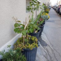 , &Agrave; Marseille : habitants, assos et &eacute;lus se lancent dans la v&eacute;g&eacute;talisation du centre-ville, Made in Marseille
