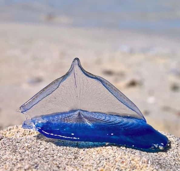 Les vélelles, ces drôles d&rsquo;animaux qui envahissent La Ciotat