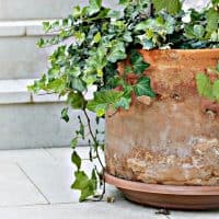 vente-plante-mediterraneenne