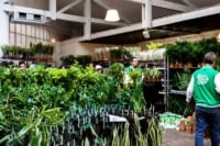 vente-plante-prix-reduit