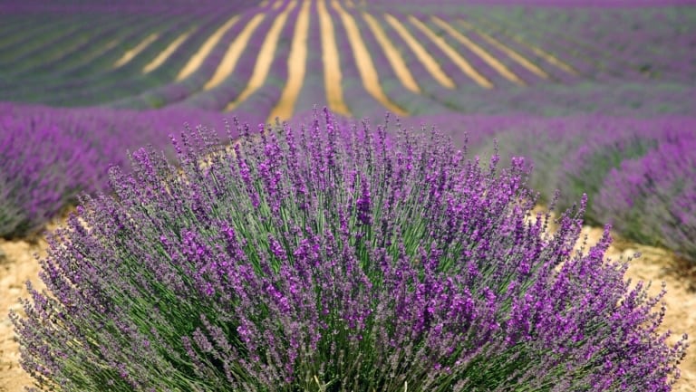 Provence Tourisme déploie son plan pour inviter à (re)découvrir le territoire