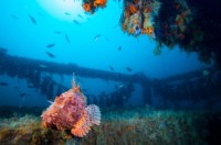 , Un mus&eacute;e sous-marin en projet plage des Catalans &agrave; Marseille, Made in Marseille